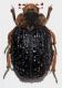 Afromorgus melancholicus (Fahraeus, 1857).JPG