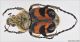 Trichius_fasciatus.jpg