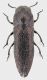 Meliboeus_staneki_Armenia_Syunik_Megihri_20-VI-1997_5,8mm_grey.jpg