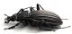 Comb1584_31zF5cr.jpg