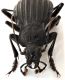 Comb1594_48zF5cr.jpg