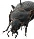 Comb1599_30zF5cr.jpg