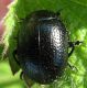 Chrysolina oricalcia.jpg