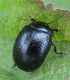 Chrysolina.jpg