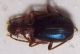 BRACHINUS da ID 001.jpg
