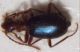 BRACHINUS da IDd 001.jpg