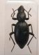 DSCF1439.JPG