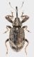 Curco_Caldara_Manziana_11-II-2015_5,5mm_grey.jpg