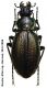 Carabus (Morphocarabus) regalis regalis Fischer, 1822.JPG