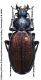 Carabus (Morphocarabus) regalis jenissoni Dejean, 1831.JPG