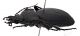Comb1610_23zF8cr.jpg