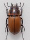 PROSOPOCOILUS TRAGULUS ASSIMILIS m 3.jpg