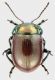 Chrysolina_polita_Settebagni_11-II-2015_7mm_grey.jpg