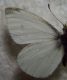 pieris 008.jpg