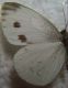 pieris 007.jpg
