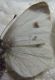 pieris%20006[1].jpg