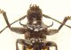 Cerambycidae Papua dettaglio verso.jpg