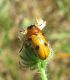 Chrysomelidae.jpg