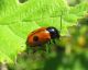 Chrysomelidae.jpg