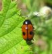 Chrysomelidae2.jpg
