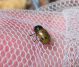 Chrysomelidae.jpg