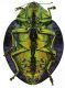 Polybothris_bernieri_ventre.jpg