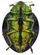 Polybothris_bernieri_ventre.jpg