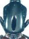 Gauropterus fulgidus (Fabricius, 1787) - Kopie.jpg