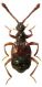 Tyrus mucronatus (Panzer, 1805).jpg