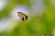 DSC_5781.jpg