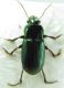 Harpalus(1).jpg