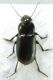 Harpalus2(1).jpg
