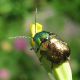 Chrysomelidae3.jpg
