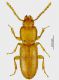 Osphyoplesius1.jpg
