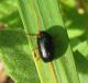 Cheysomelidae.jpg
