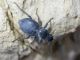Tentyria laevigata leachi.jpg