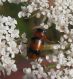 Chrysomelidae.jpg