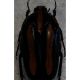 cetonia n.JPG