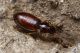 IMG_6738_Bembidion_.jpg
