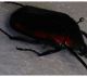 Cetonia 3.JPG
