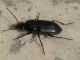 Carabidae.jpg