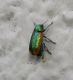 Chrysomelidae2.jpg