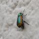 Chrysomelidae.jpg