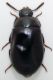 Platydema violaceum b.jpg
