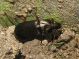 carabidae.jpg