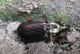carabidae2.jpg