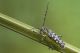Saperda_scalaris_1024.jpg
