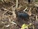 Capranica-Prenestina_30-III-2010_Dorcadion_1b.jpg