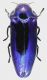 Coraebosoma_violaceum_Philippines_Mindanao_South_Cotabato_Mt_Apo_Vi-2014_22,5mm_3_grey.jpg