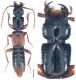 Scymbalium anale (Nordmann, 1837).jpg